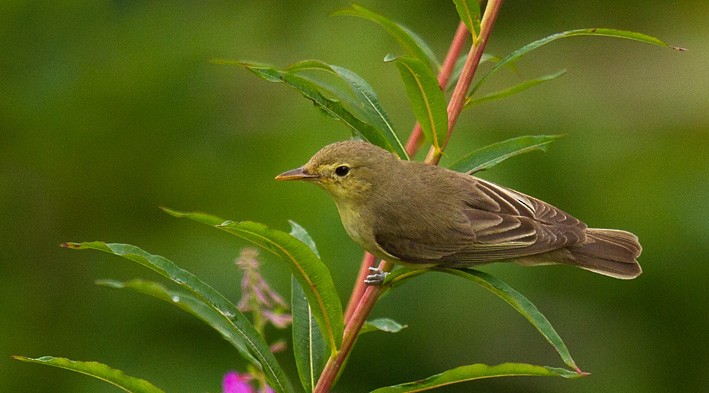 Icterine Warbler - ML205744711