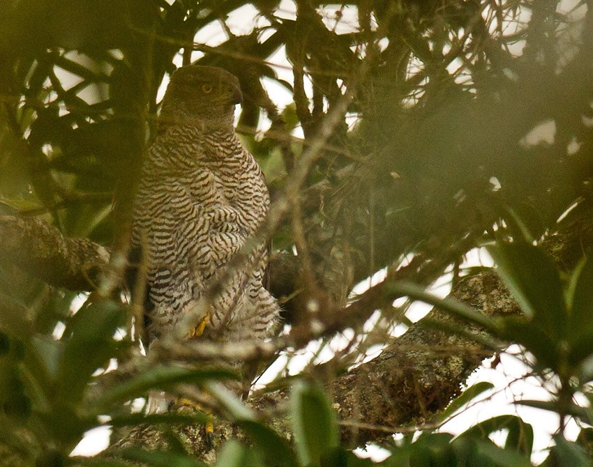 Henst's Goshawk - ML205744821