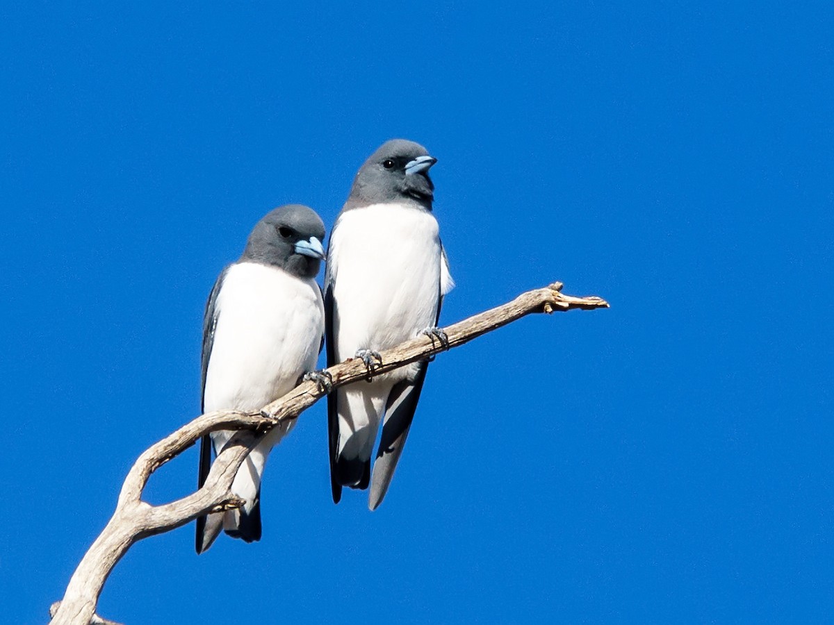 White-breasted Woodswallow - ML205745111