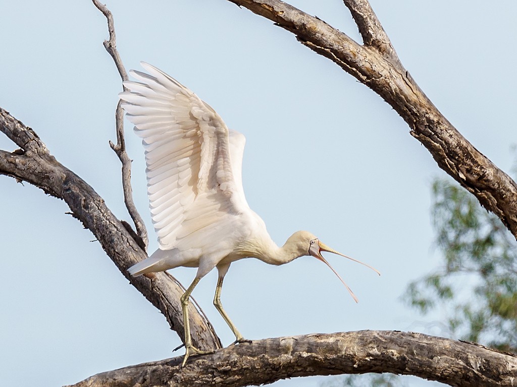 Yellow-billed Spoonbill - ML205745131