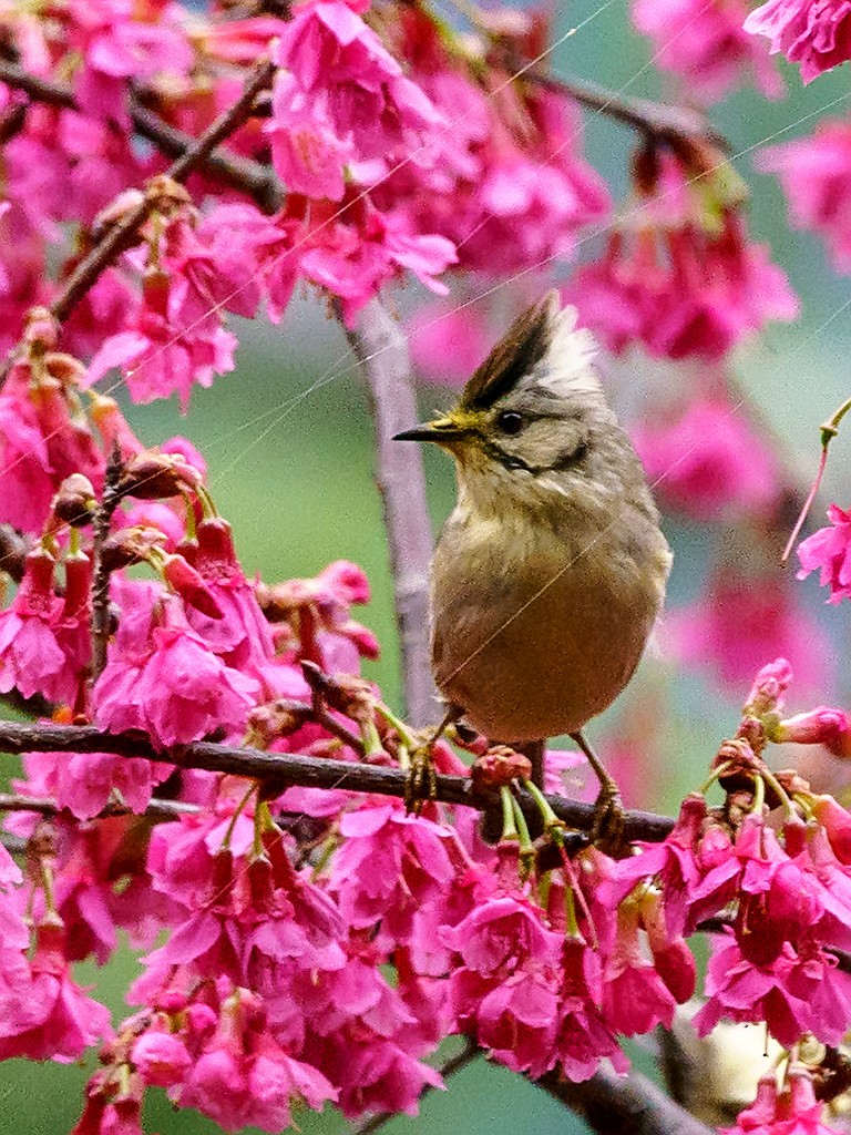 Taiwan Yuhina - David and Kathy Cook