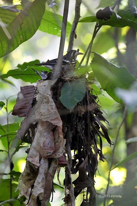 Ashy Thrush - Irene  Dy