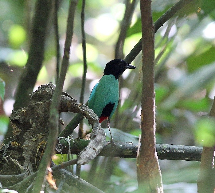 綠胸八色鳥(sordida/palawanensis) - ML205745521