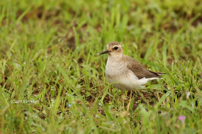 Oriental Plover - ML205745591