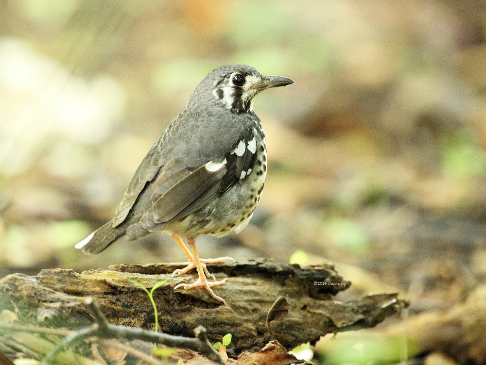 Ashy Thrush - Irene  Dy