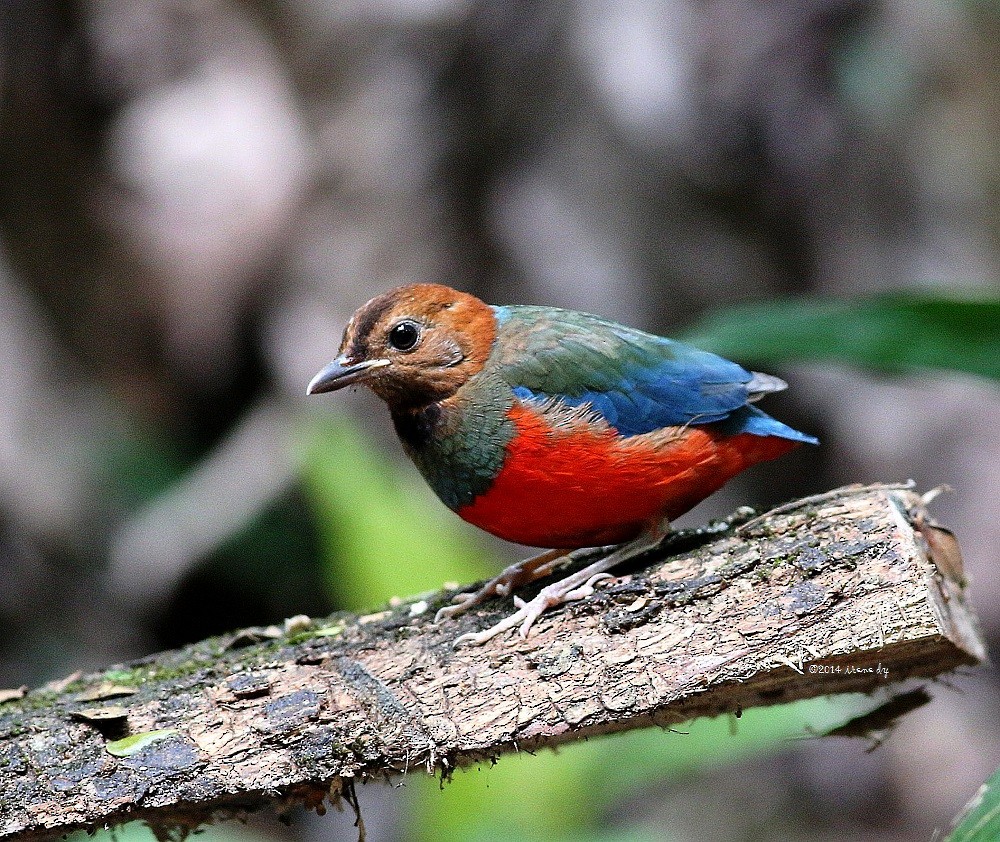 Mavi Yakalı Pitta [erythrogaster grubu] - ML205745721