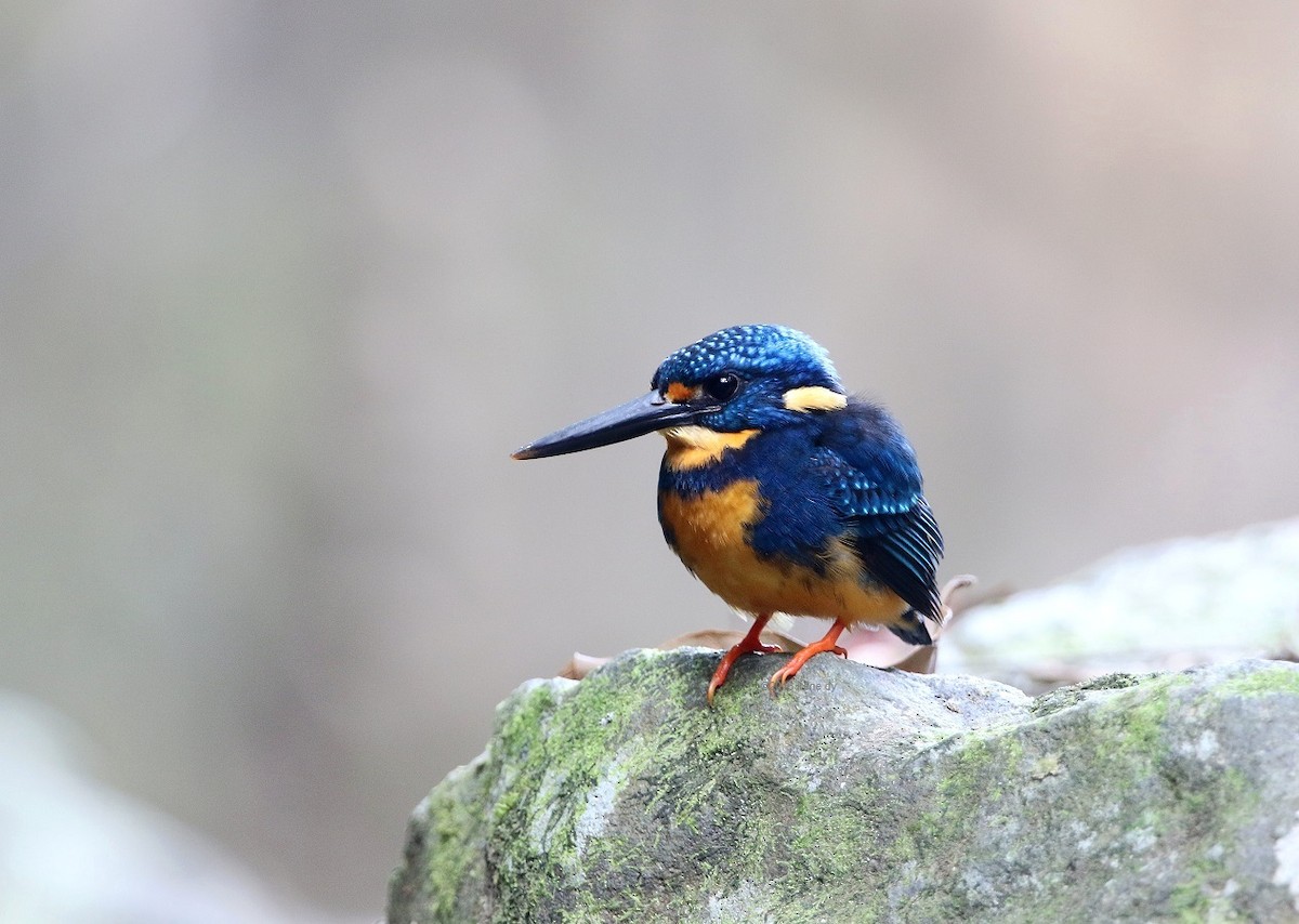 Indigo-banded Kingfisher (Southern) - Irene  Dy