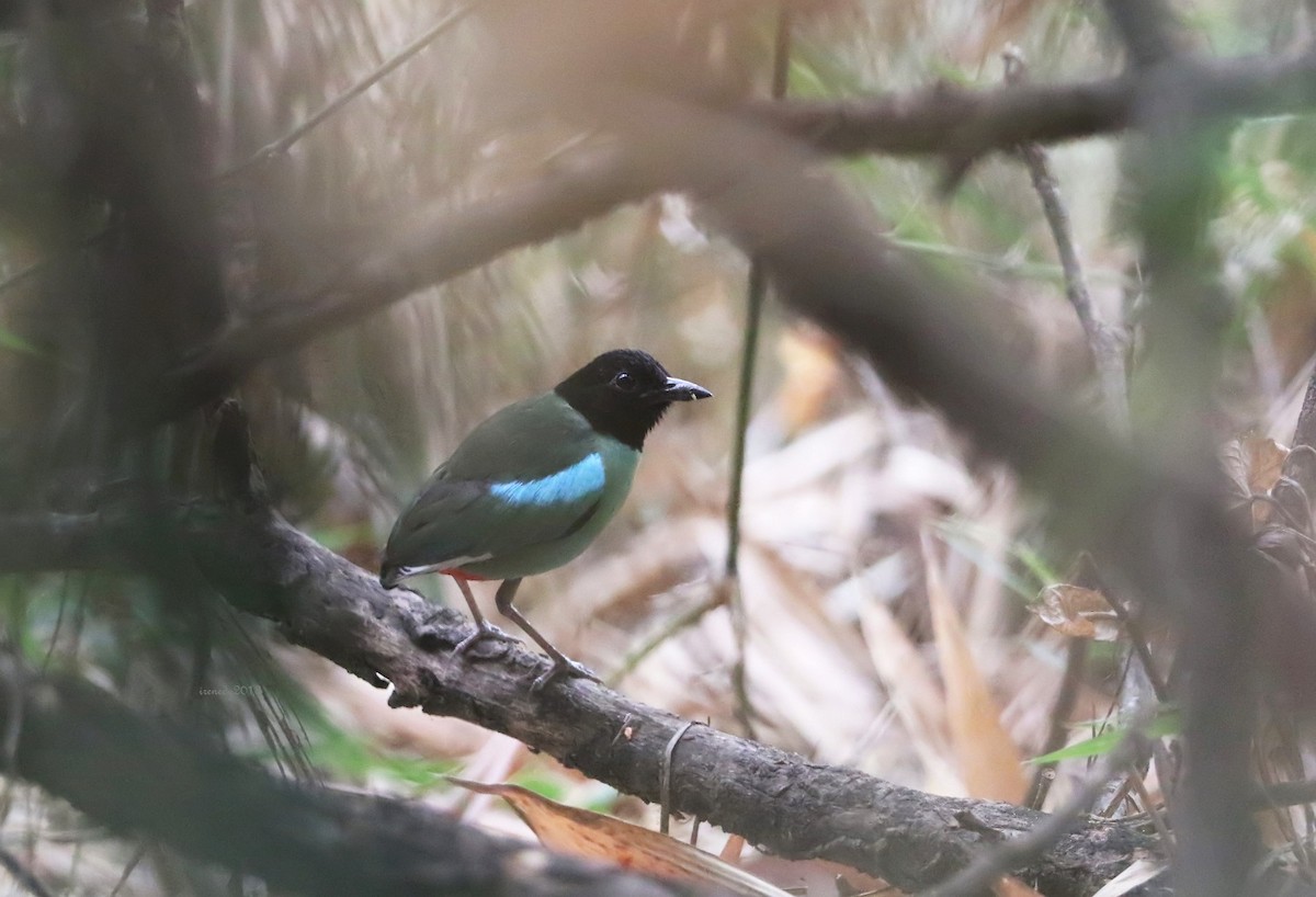 Pita Encapuchada Occidental (sordida/palawanensis) - ML205745841