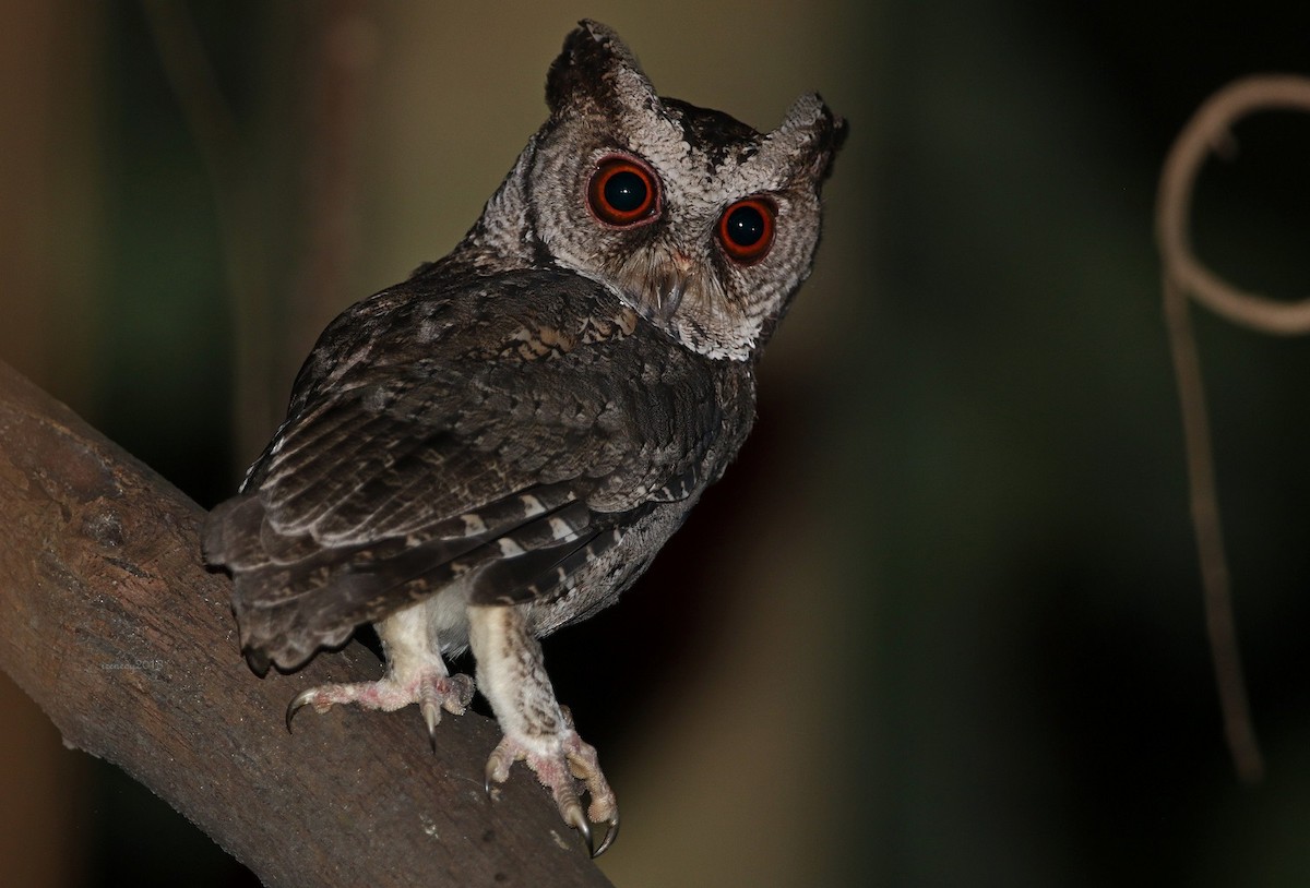 Philippine Scops-Owl - ML205745851