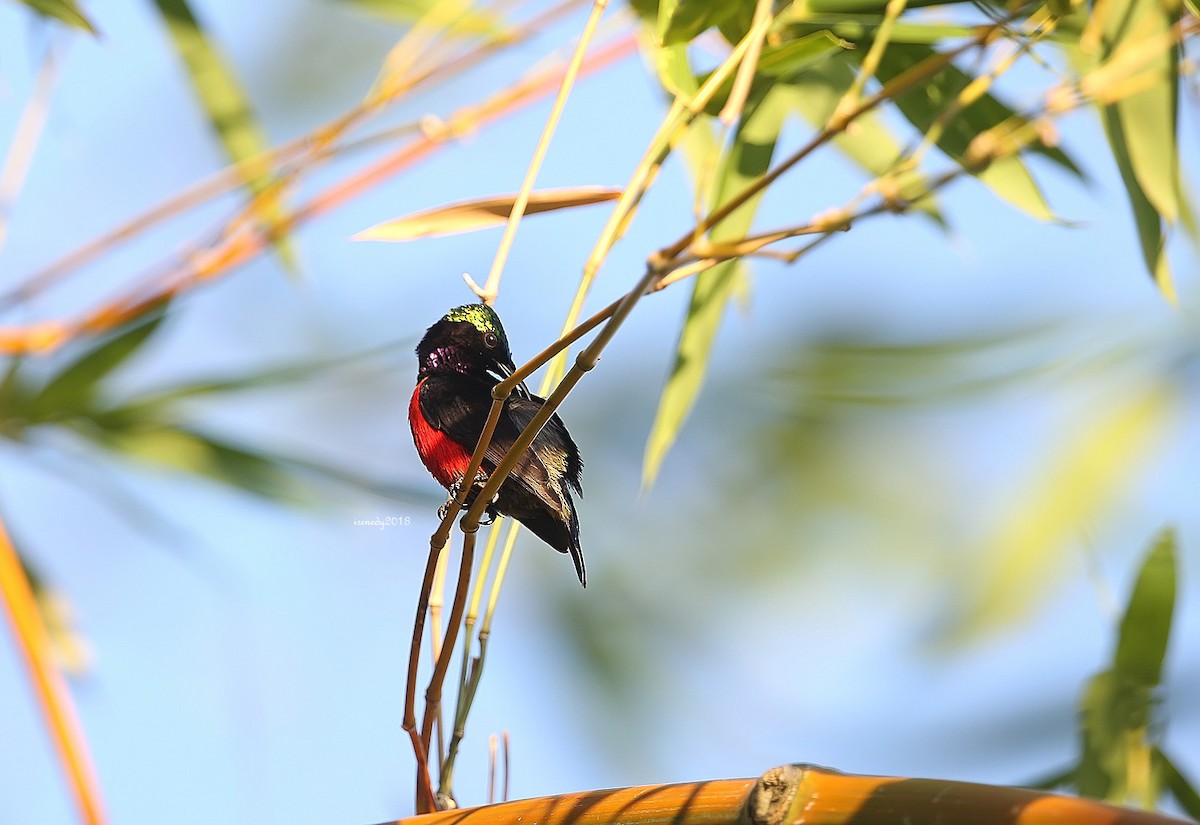 Purple-throated Sunbird (Purple-throated) - Irene  Dy