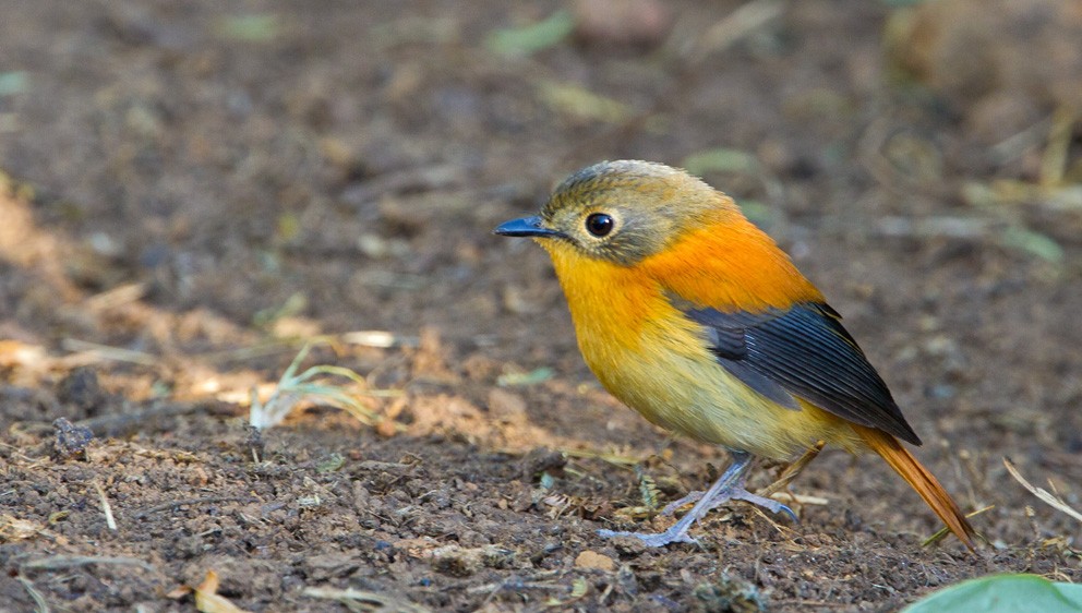 Black-and-orange Flycatcher - ML205746341