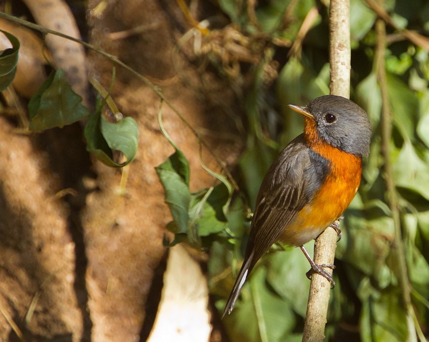 Kashmir Flycatcher - ML205746351