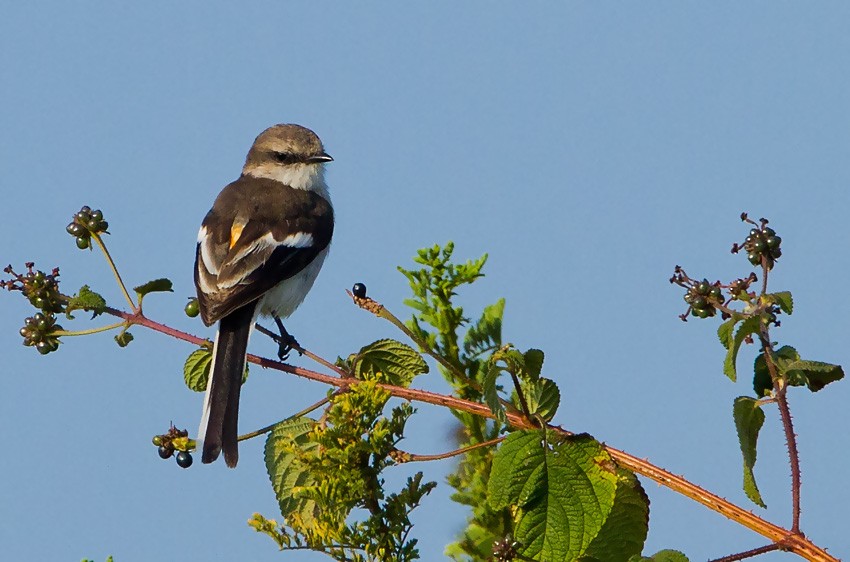 White-bellied Minivet - ML205746371