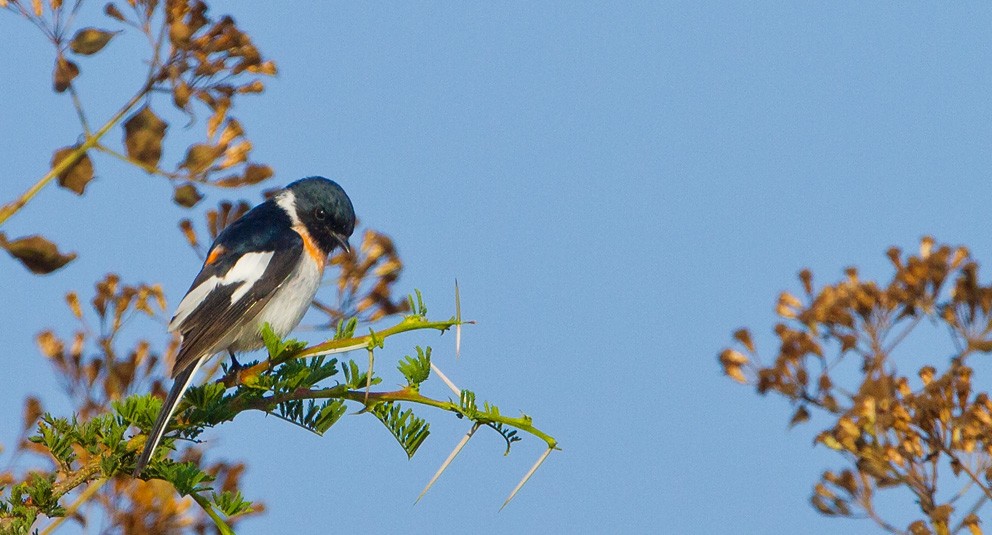 White-bellied Minivet - ML205746381