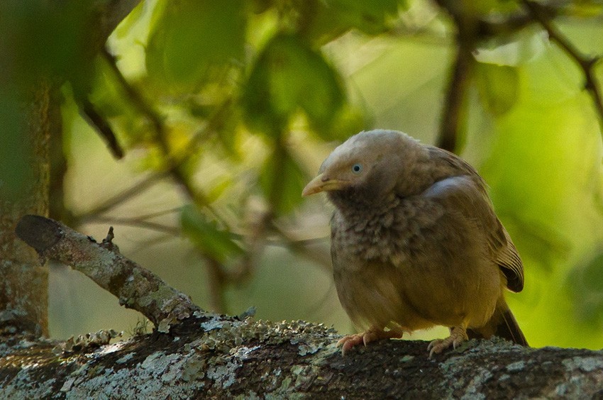 Yellow-billed Babbler - ML205746401