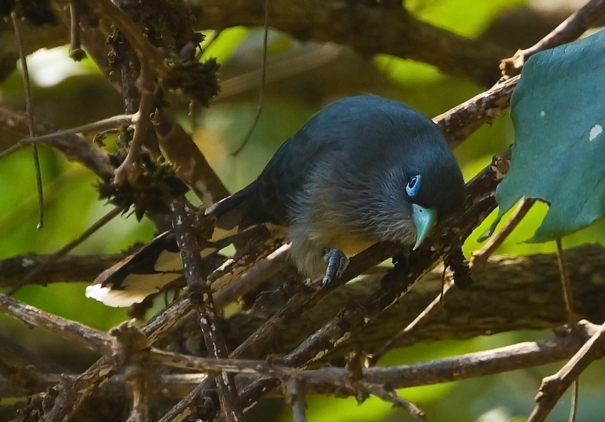 Blue-faced Malkoha - ML205746421