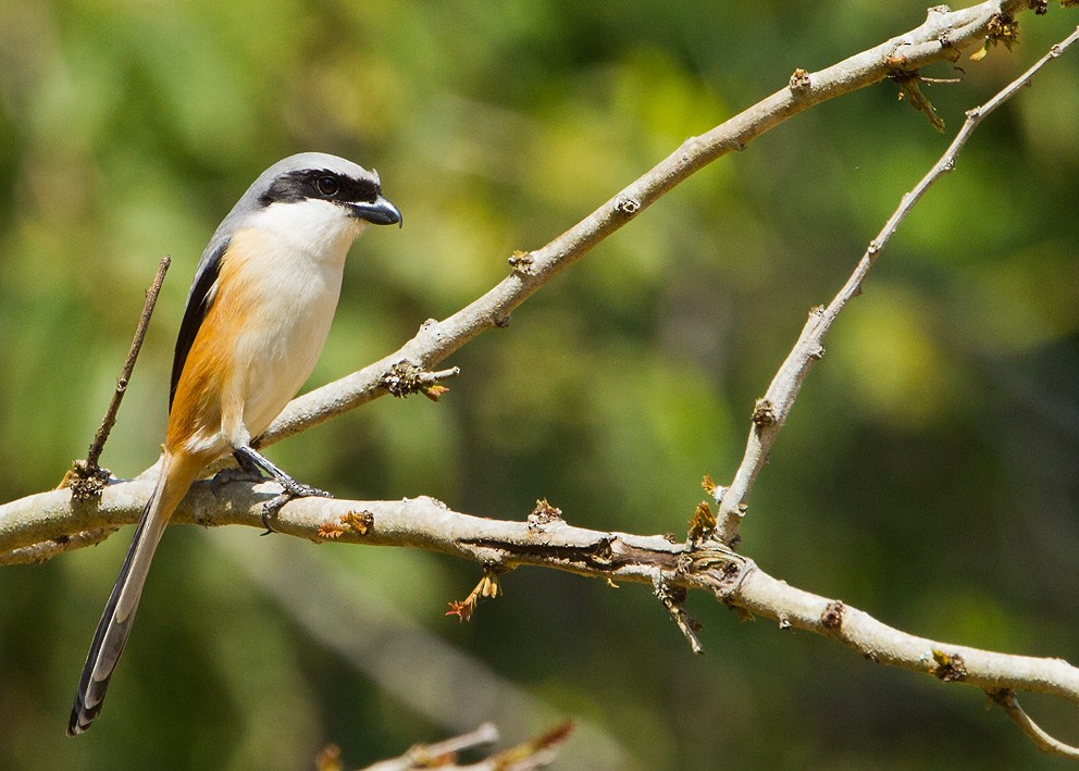 Long-tailed Shrike (erythronotus/caniceps) - ML205746441