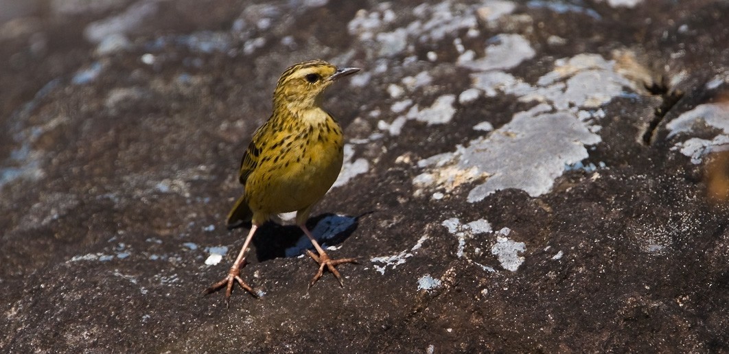 Nilgiri Pipit - ML205746671
