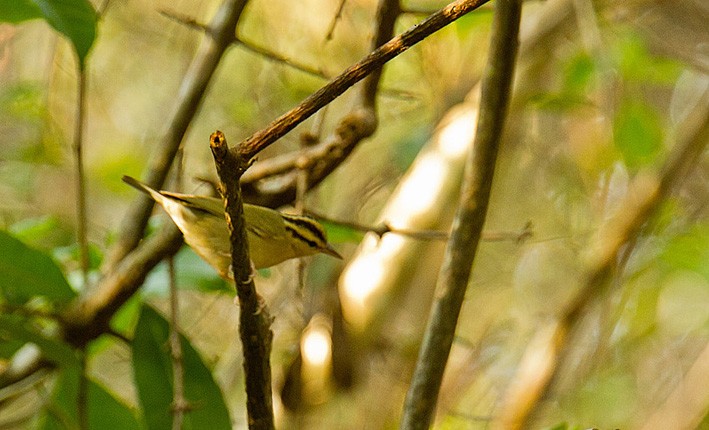 Worm-eating Warbler - ML205747061