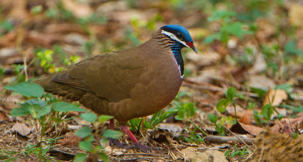 Blue-headed Quail-Dove - ML205747101