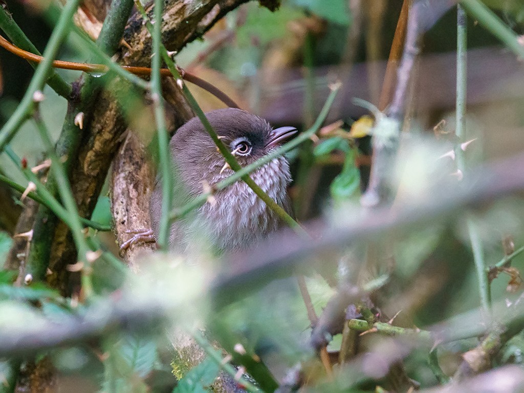 Taiwan Fulvetta - ML205747481