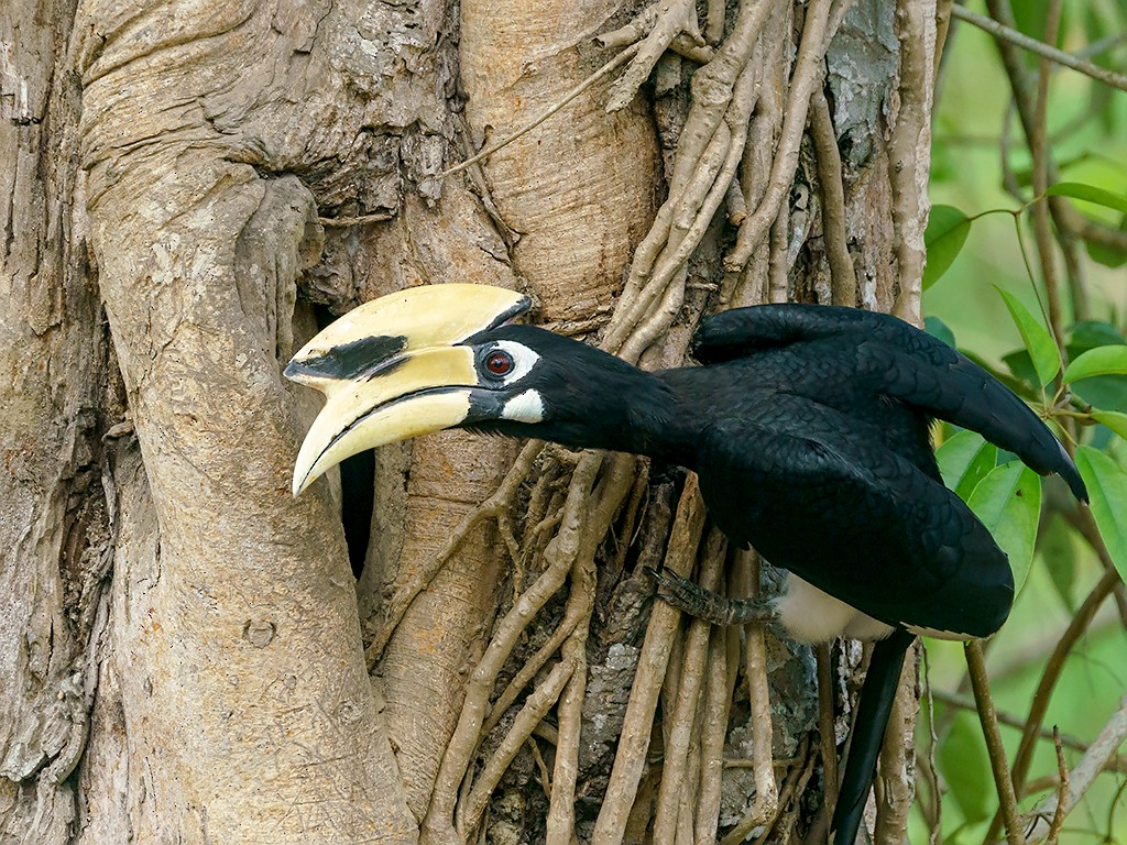 Oriental Pied-Hornbill - ML205747861