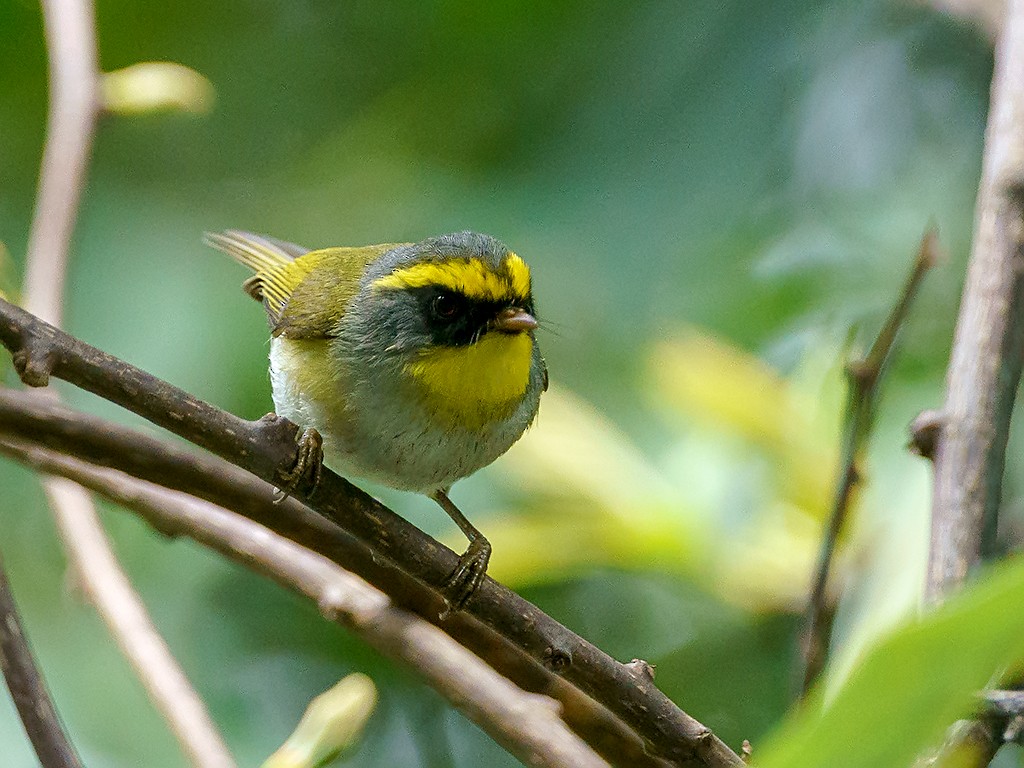 Black-faced Warbler - ML205747931