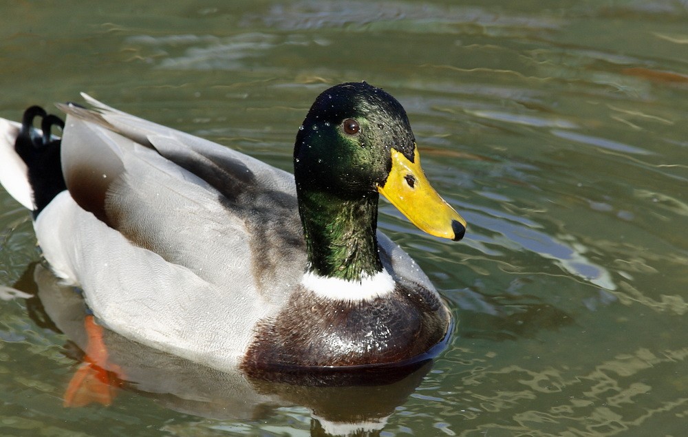 Canard colvert - ML205748341