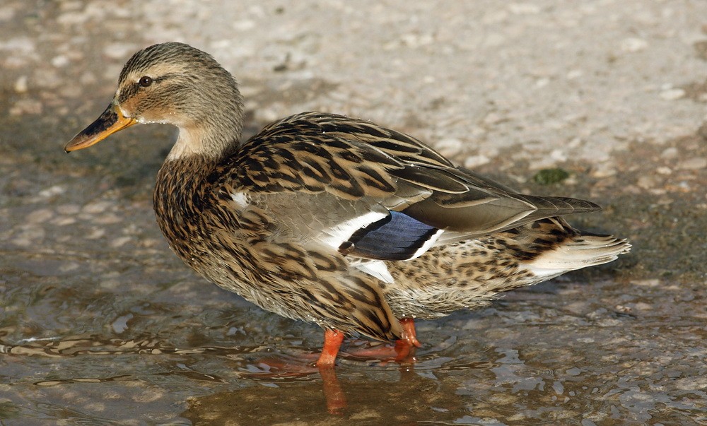 Mallard - ML205748361