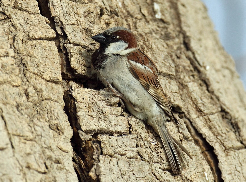 House Sparrow - ML205748411