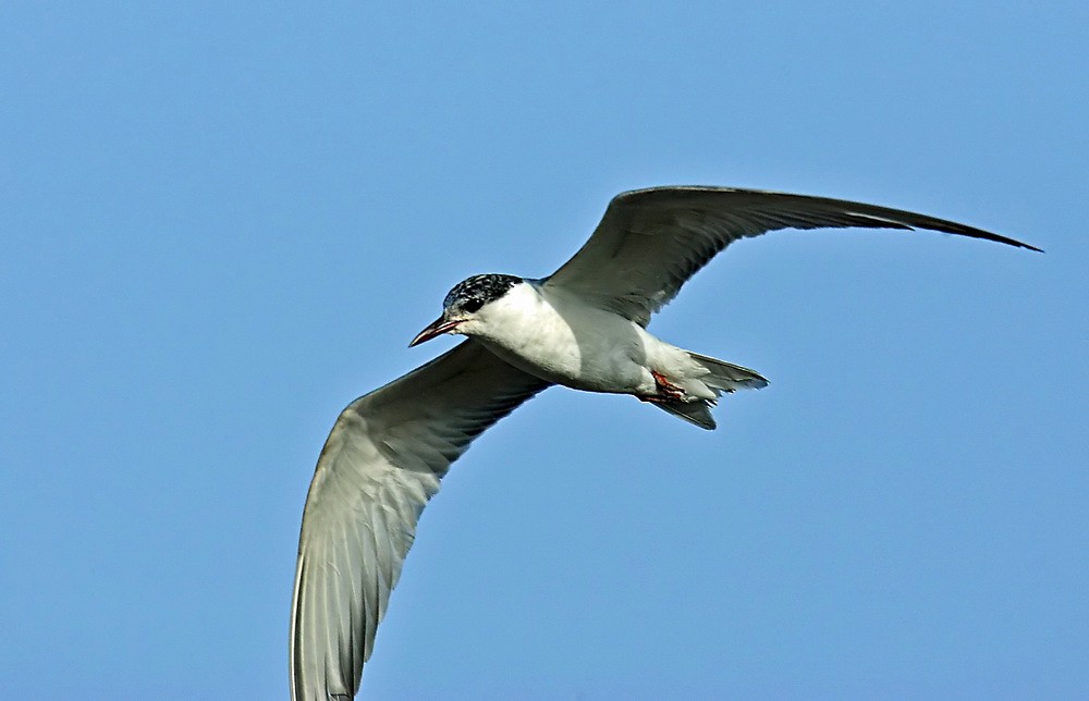 Whiskered Tern - ML205748491