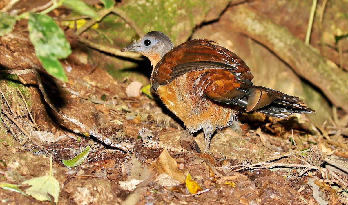 Albert's Lyrebird - ML205748591