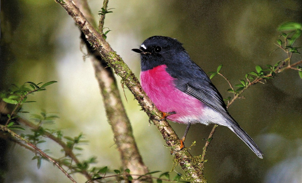 Pink Robin - ML205748621