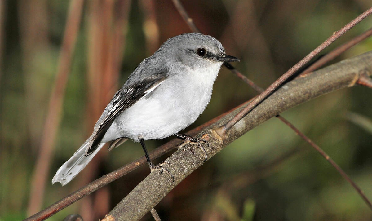 White-breasted Robin - ML205748731