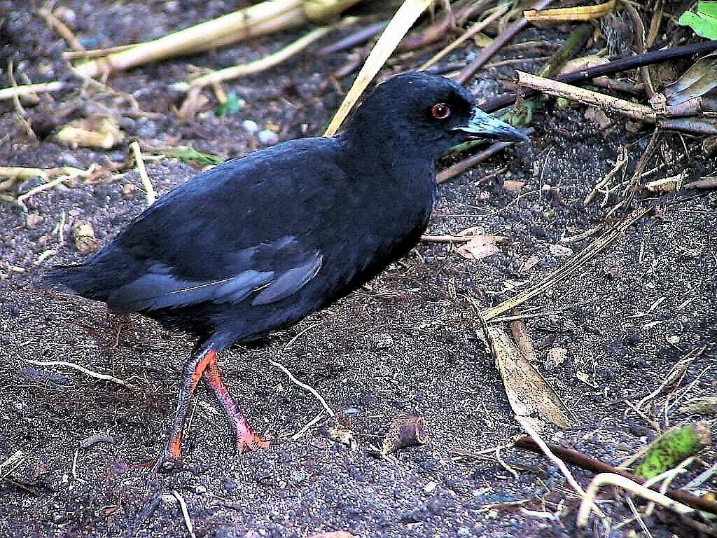 Henderson Island Crake - John O'Malley