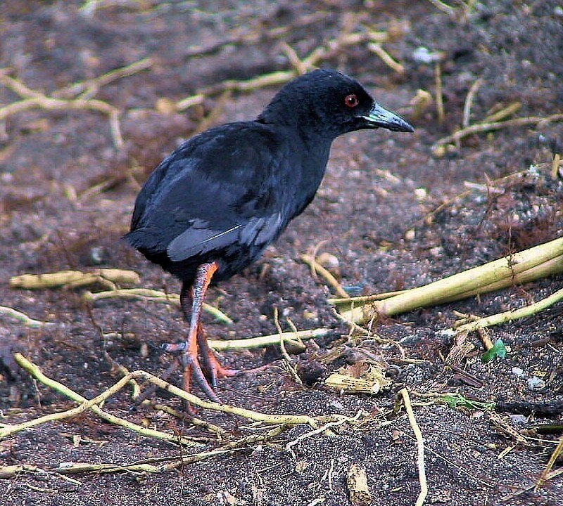Henderson Island Crake - ML205748781
