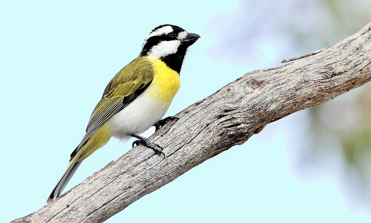 Western Shrike-tit - John O'Malley