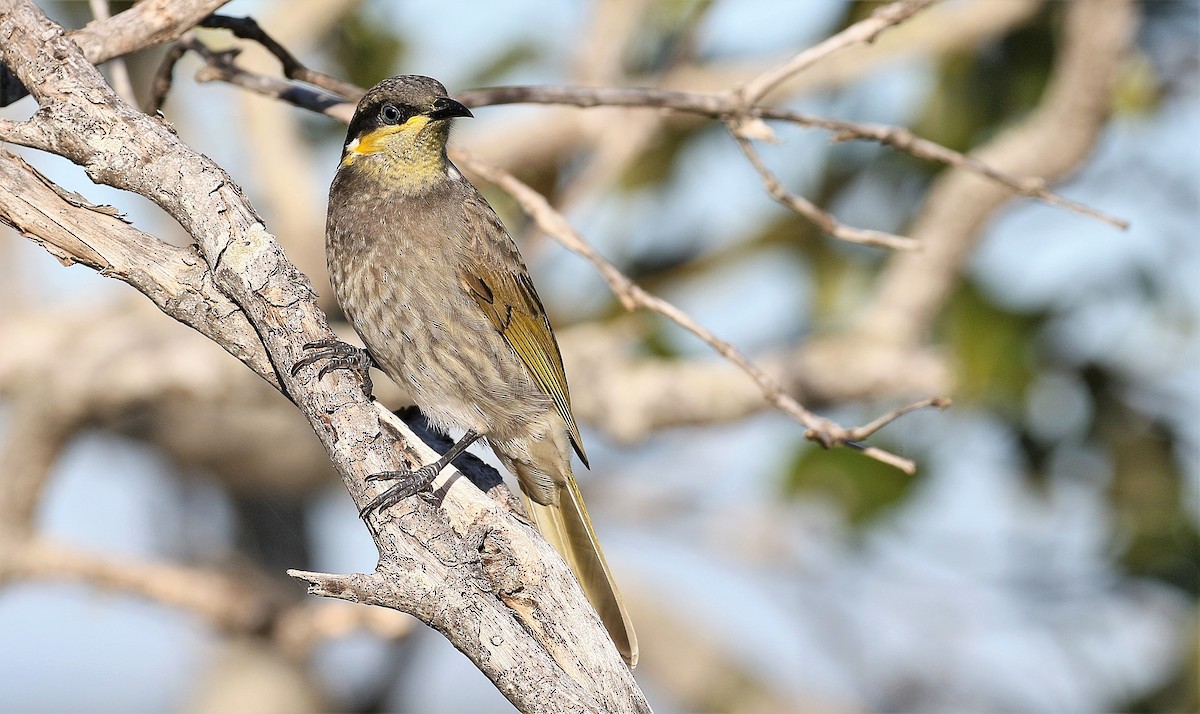 Mangrove Honeyeater - ML205748911