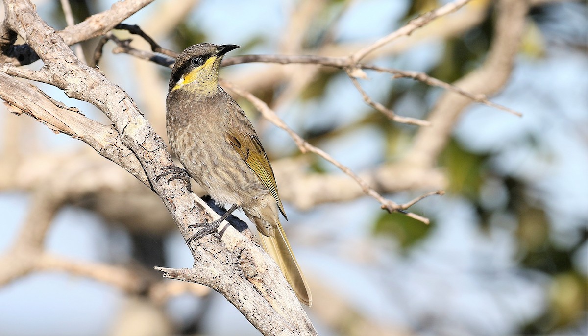 Mangrove Honeyeater - ML205748921