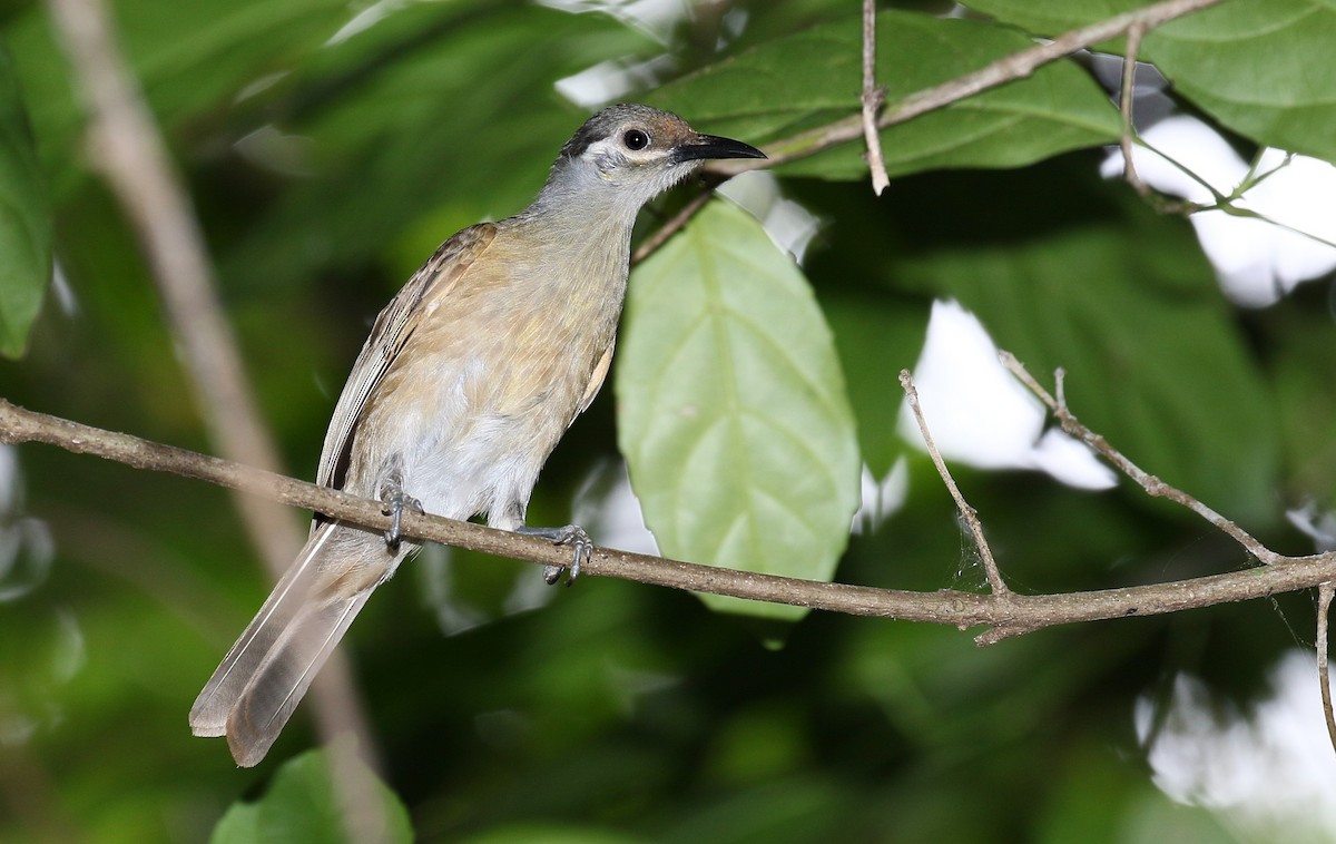 Tawny-breasted Honeyeater - ML205748991