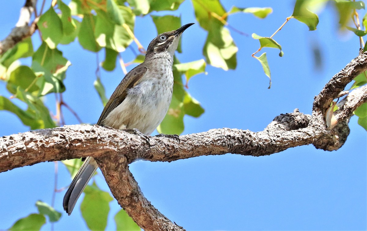 White-lined Honeyeater - ML205749011