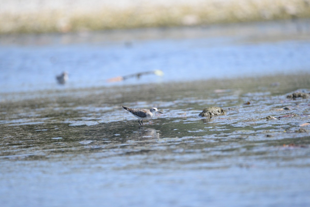 White-rumped Sandpiper - ML20574911