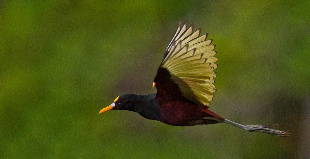 Northern Jacana - ML205749211