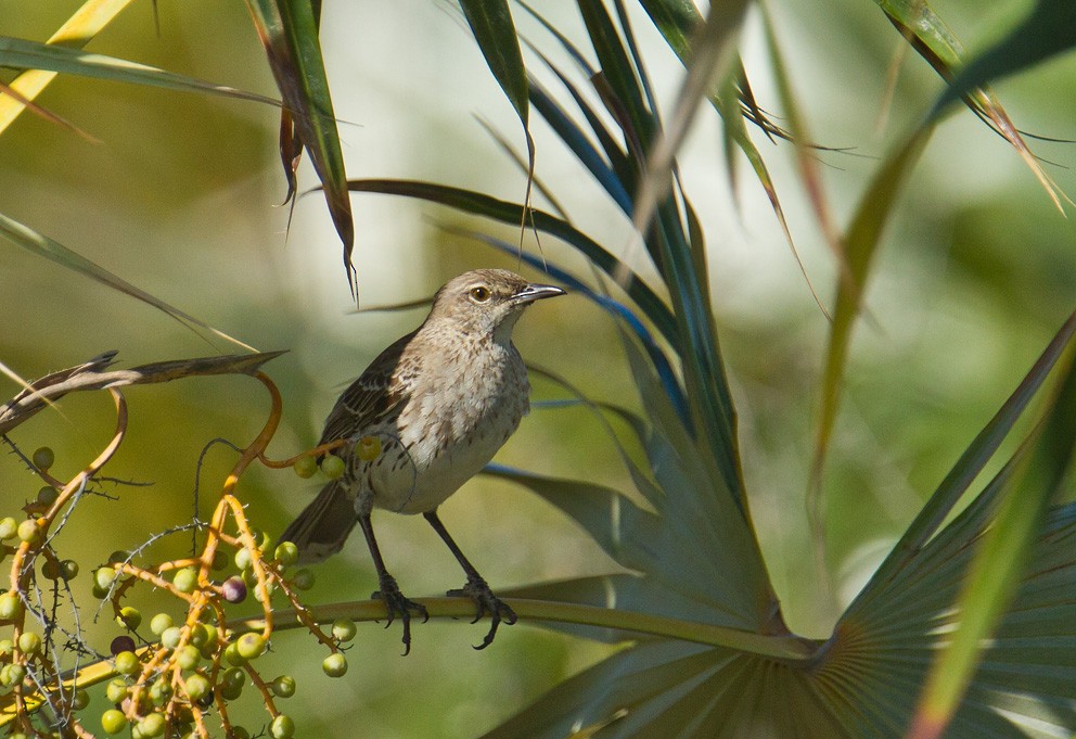 Bahama Mockingbird - ML205749301