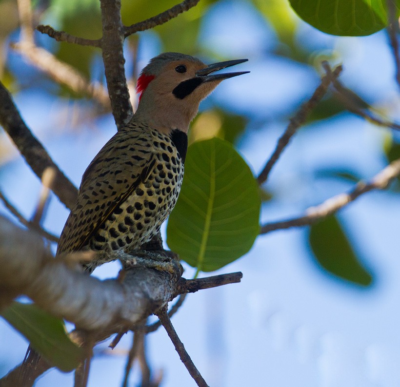 Northern Flicker (Cuban) - ML205749321