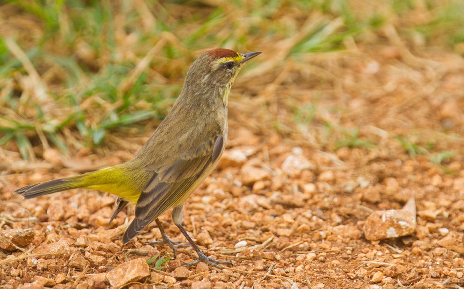 lesňáček bažinný (ssp. palmarum) - ML205749451