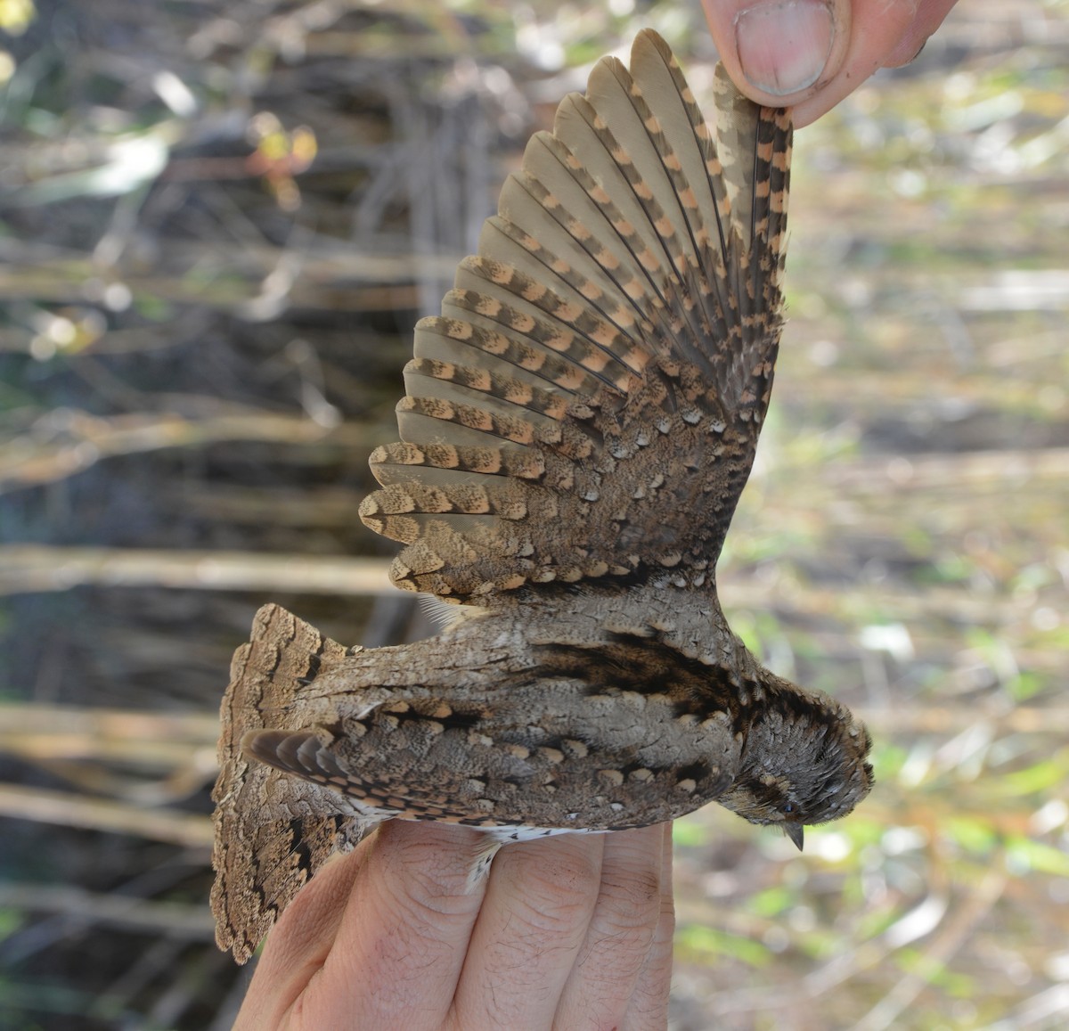 Photos - Eurasian Wryneck - Jynx torquilla - Birds of the World