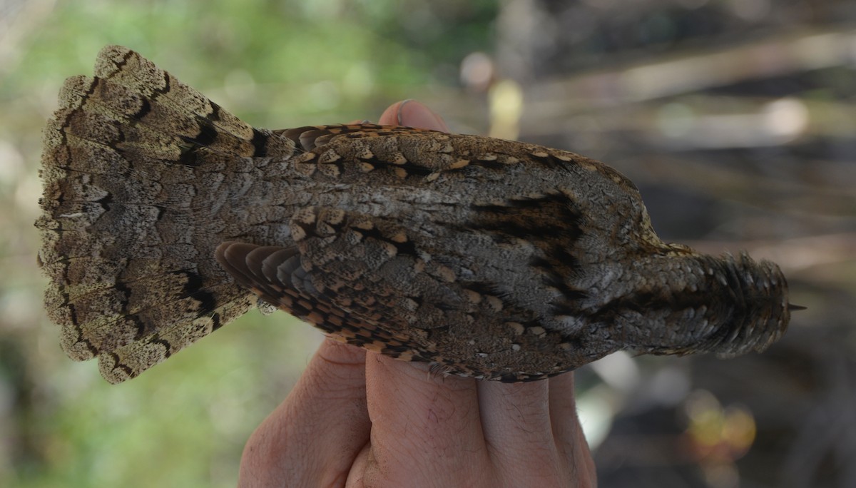 Photos - Eurasian Wryneck - Jynx torquilla - Birds of the World