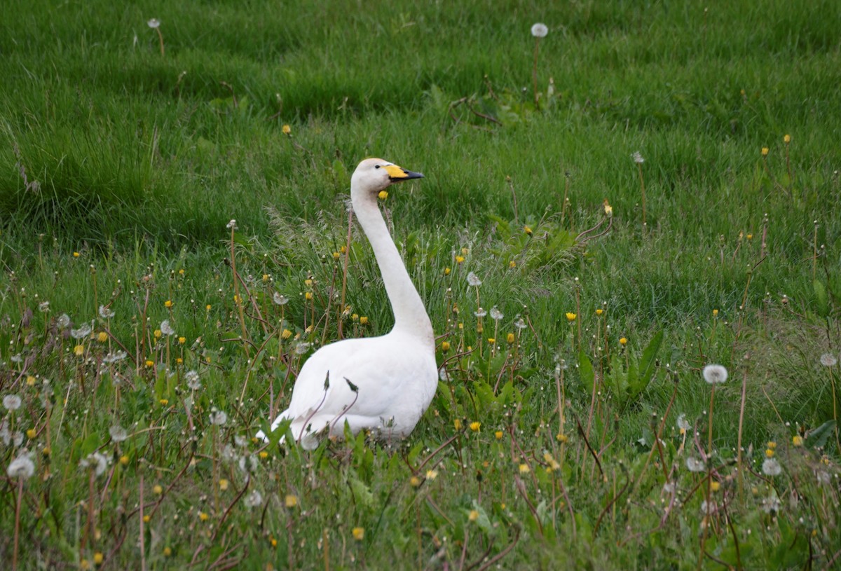 Whooper Swan - ML205751051