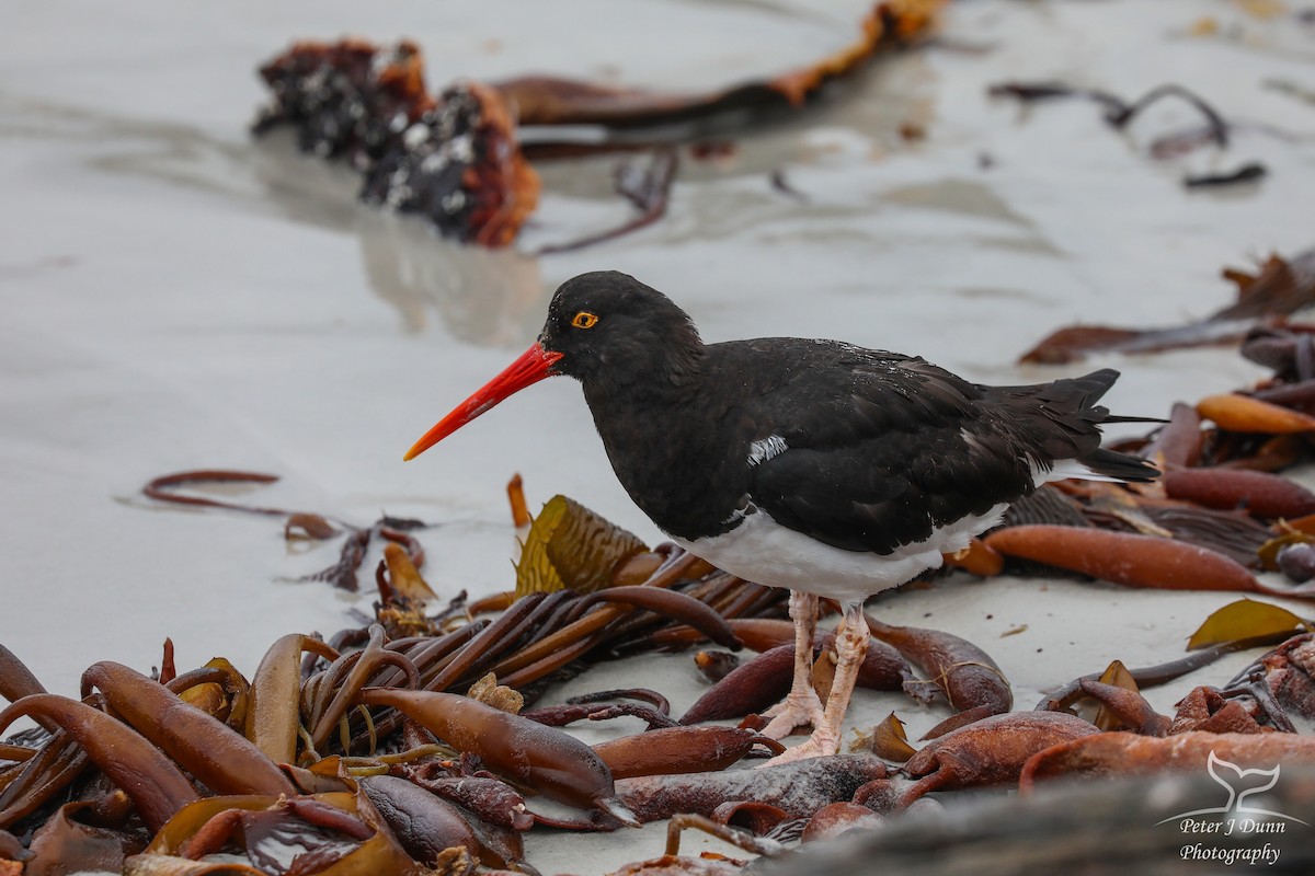 Magellanic Oystercatcher - ML205751091